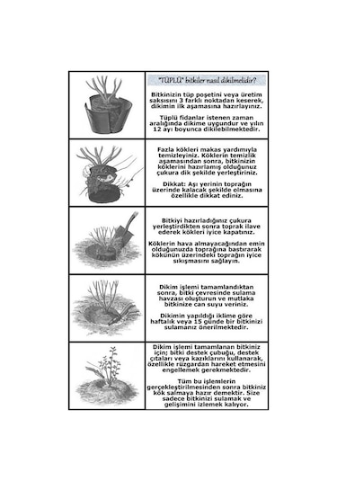 Somon Kayısı Yediveren Sarmaşık Gül Fidanı 15-25 CM