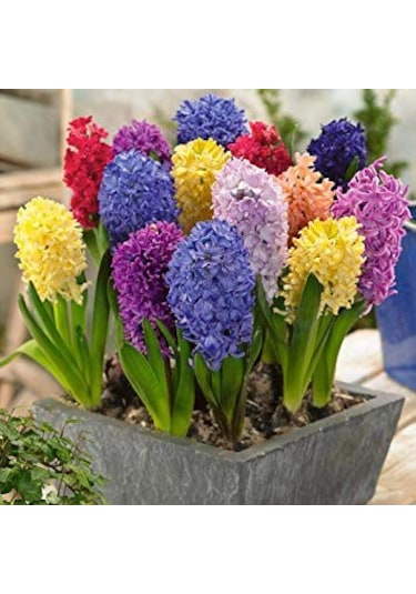 Sümbül Soğanı 5 Adet