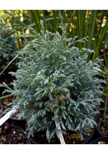 Boulevard Savara Yer Örtücü Yalancı Servi Fidanı 1-2 Yaş Arası