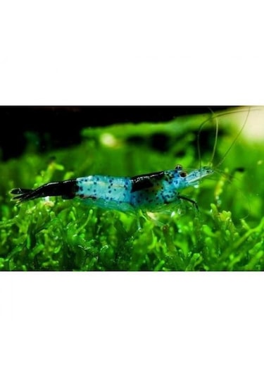Rili Karides Karbon 4 Ad 1-1.2 Cm