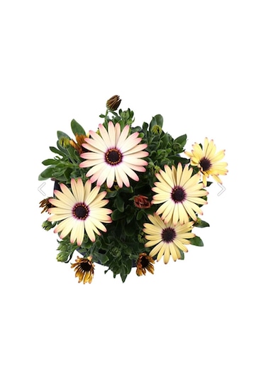 Thebestonline Bodrum Papatyası - Osteospermum - Saksı'da Canlı Çiçek - 4'lü Miks