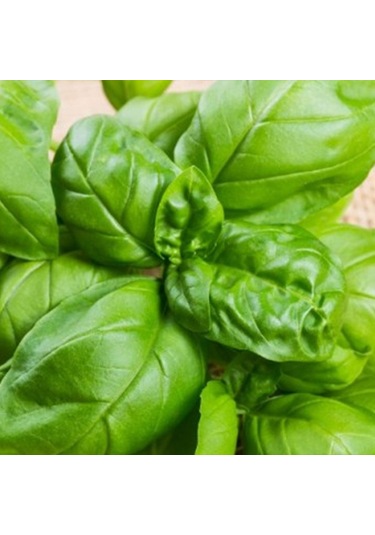 Bykurt Sunagri Yeşil Reyhan Tohumu - Aromatik, Sinek Kovucu, Tek Yıllık, Bahçe Ve Saksı İçin 100 Adet