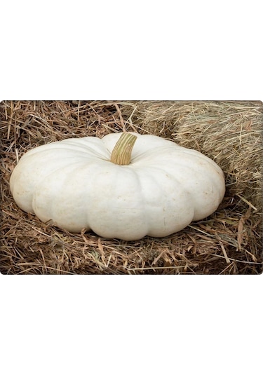 Balkabağı Tohumu Arıcan 97 10 GR En İyi Çeşit