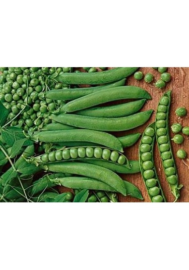 10+ Adet Yeşil Ok Tatlı Bezelye Tohumu