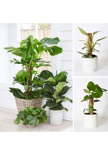 Singree 4 Adet Uzatılabilir Hindistan Cevizi Lifli Bitki Destek Çubuğu - Monstera Ve Tırmanıcı Bitkiler İçin Dayanıklı Bahçe Aksesuarı