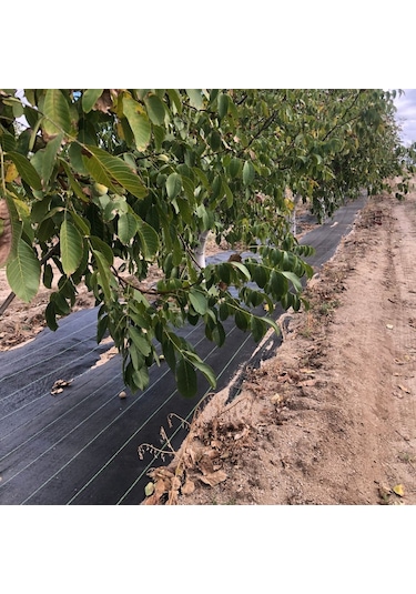 Filexus Sera Taban Örtüsü-jüt Taban Örtüsü1.5 M X 20 M