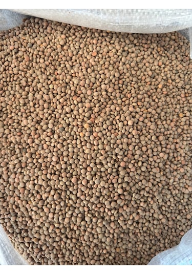 Bernami Biblo Pinterest Yeşil Köy Mercimeği 1 Kg