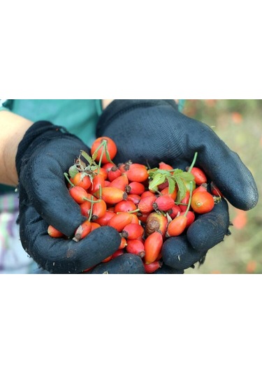 Kuşburnu Tohumu Tohumu Ekim Seti 5 Tohum + Saksı + Toprak