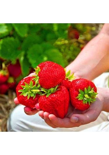 Süper Paket Dev Çilek Tohumu Yediveren Çillek Tohumu 145 Adet Tohum