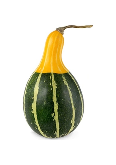 Nadir Sarı Yeşil Kabak Tohumu Ekim Seti 3 Tohum + Saksı+Toprak