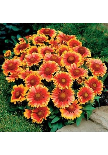 Ayyıldız Çiçeği Tohumu 50 Tohum