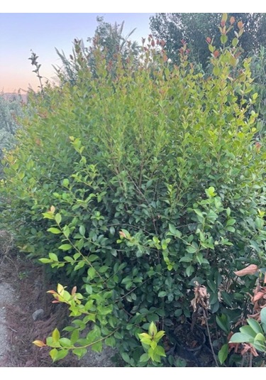 Geniş Forumlu Saksıda Evgenya Çalısı Eugenia Etna Fire Boy 150-180 Cm