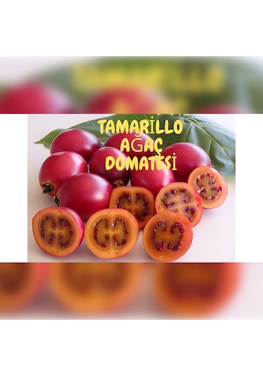 Tamarillo 70-100 Cm Tüplüdür