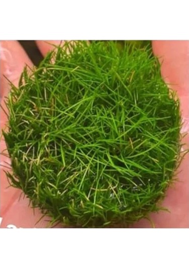 Canlı Bitki, Mini Parvula In Vitro Cup, Akvaryum İçin -