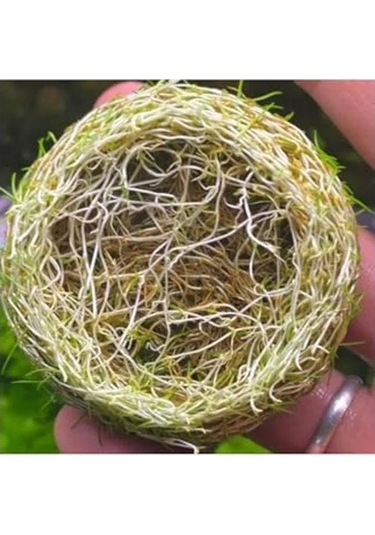 Canlı Bitki, Mini Parvula In Vitro Cup, Akvaryum İçin -