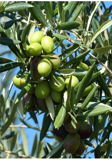 2 Adet Gemlik Trilye Zeytin Fidanı Tüplü 2 Yaş