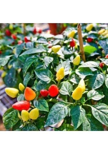 Karışık Renk - Gökkuşağı Süs Biberi Tohumu