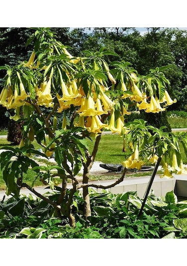 Cennet Borazanı Boru Çiçeği Yoğun Kokulu Sarmaşık 30-50 Cm