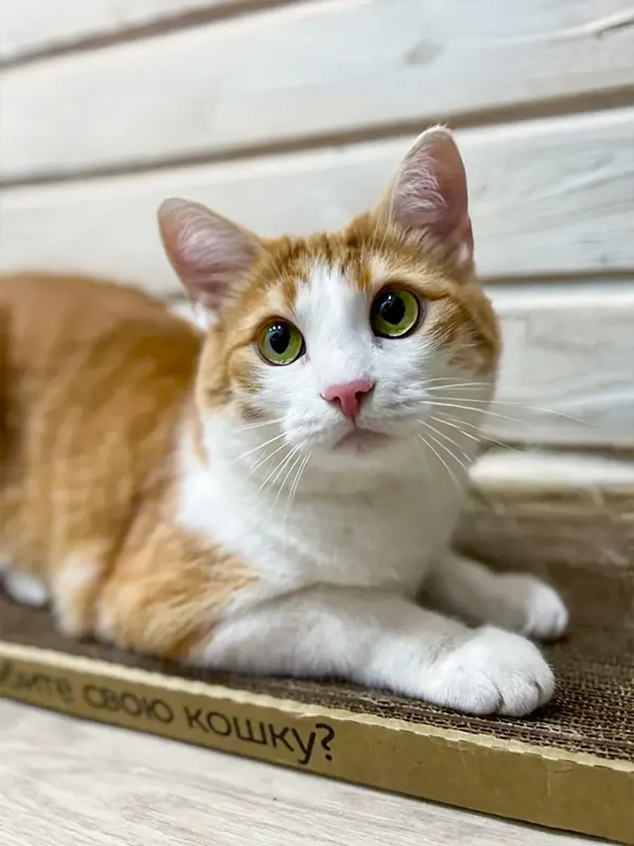 Kogtedralka 30x56 Cm Büyük Karton Buruşuk Kediler İçin Tırmalama Kulesi 23790736