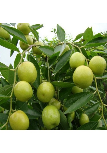 Tüplü İri Meyveli Hünnap Fidanı