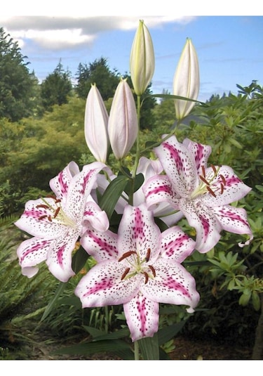 Beyaz Pembe Zambak Çiçeği Soğanı 3 Adet