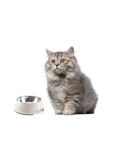 Szypzstore Pet Home Çıkarılabilir Melamin Ve Paslanmaz Çelik Mama Kabı - Beyaz 4oıyej