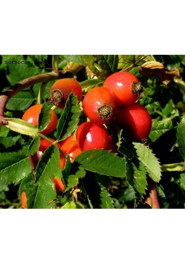 Kuşburnu Tohumu Tohumu Ekim Seti 5 Tohum + Saksı + Toprak