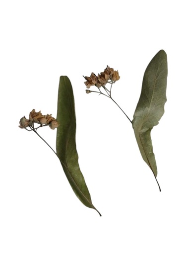 Egeden Her Yere Ihlamur Yaprak Çiçek 30 G