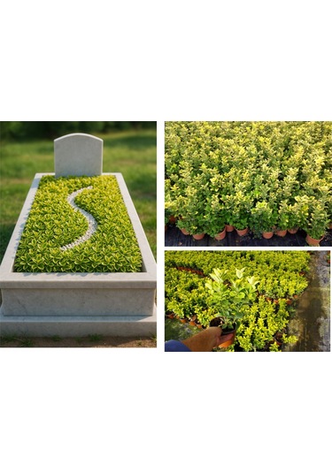 Mezar - Kabir Sarı Bitki Seti - 10 Adet Gold Taflan 20-30 Cm