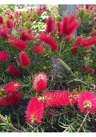 Fırça Çalısı Callistemon 10 Adet 80-100 Cm Çiçekli Peyzaj/çit B