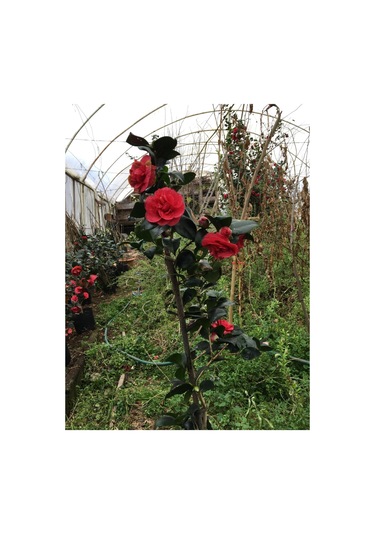 Kırmızı Kamelya 45--60 Cm Tüplü