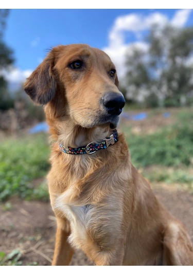 Köpek Tasması- Köpek Künyesi- İsimli Köpek Tasması Kemik ve Pati Desenli Çok Renkli