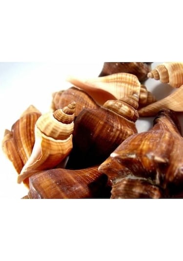 %100 NATUREL DOĞAL GERÇEK DENİZ KABUĞU 500 Gram -MMM4763