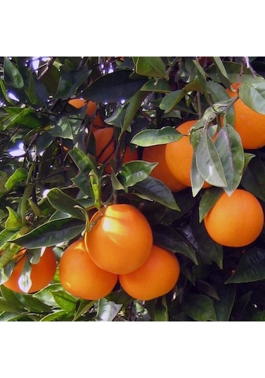 Tüplü Fidan Şeker Portakal