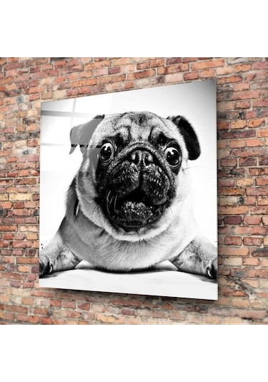 Pug Köpek Cam Tablo No:1043 Hediyelik, Dekoratif, Ofis, Mutfak