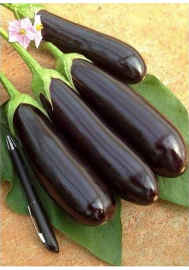 Eko Paket Diyarbakır Pin Kemer Patlıcan Tohumu Kemer Patlıcan Tohumu 100 Adet Tohum