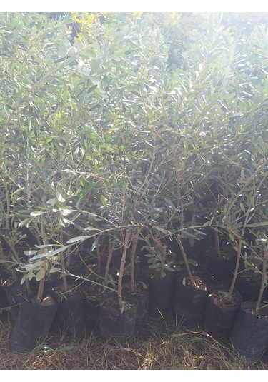 Sofralık Gemlik Zeytin Fidanı 1 Adet Tüplü 40-60cm Bol Verimli