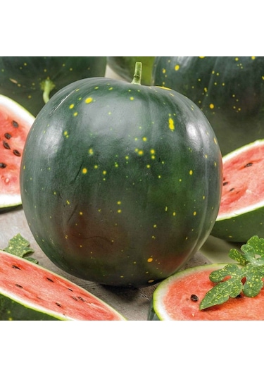 Moon Stars Benekli Karpuz Tohumu 10 Tohum
