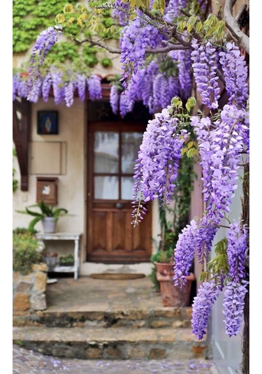 Göz Alıcı Çin Mor Salkım Fidanı 15-25 Cm,