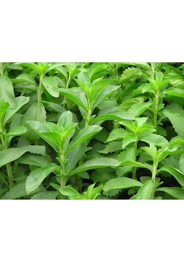 Şeker Otu - Stevia - Tohumu Tropikal Sebze Tohumları 10 Adet Tohum