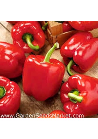 150 Adet Tohum Nadir Kırmızı Dolmalık Biber Tohumu Saksı Toprak Sürpriz Hediye Tohumlu