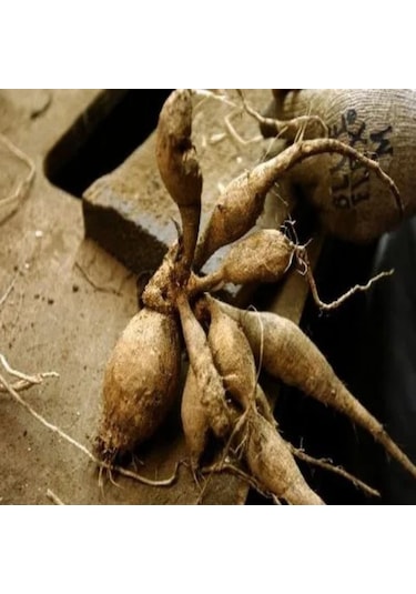 Dev Çiçekli Seattle Dahlia Yıldız Çiçeği Soğanı Yumrusu 1 Adet