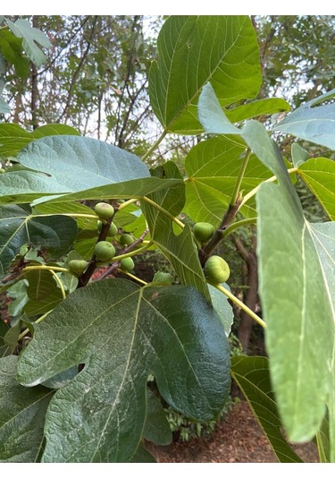 İncir Fidanı Kolay Yetiştirilen Ve Sağlıklı Meyve 1-2 Yaş Saksı
