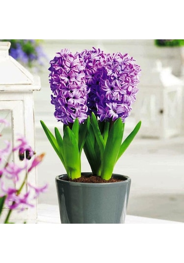 Kokulu Splendid Cornelia İthal Sümbül Soğanı 3 Adet