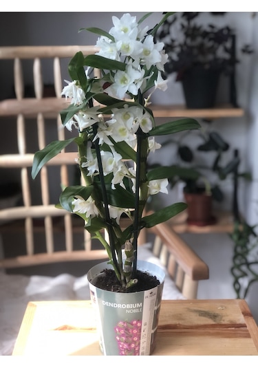 Dendrobium Orkide Exclusive - Beyaz 2932