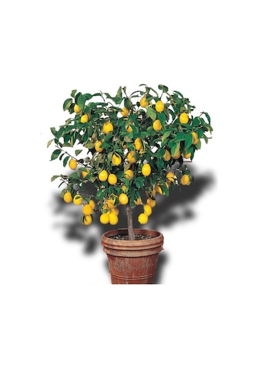 Limon Ağacı Fidanı Saksılı Bodur Yediveren Mayer