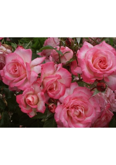 Tüplü Aşılı Yediveren Kokulu Pembe Beyaz Harlekin Sarmaşık Gül Fi