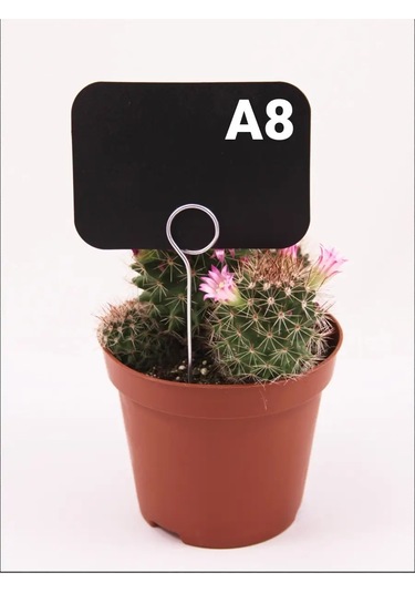 Psmtorg Tebeşirli Etiketler, Etiket Tutucu İğnesi. 60061364 Diğer