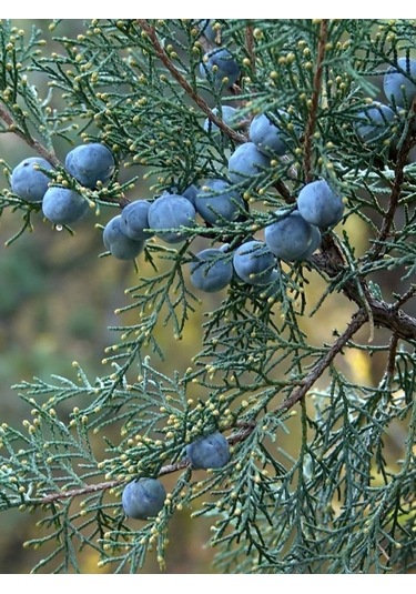 Aysenin Ardıç Yağı / Juniper Oil 15 ML