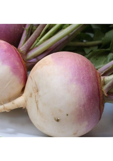 200 Adet Tohum Organik Bahçe Şalgam Turpu Tohumu Şalgam Turp Tohumu Yeni Hediyeli Tohum